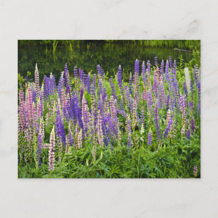 Lupine-foto för lila och Rosa Vykort