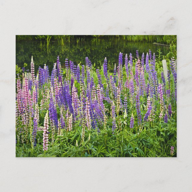 Lupine-foto för lila och Rosa Vykort (Framsida)