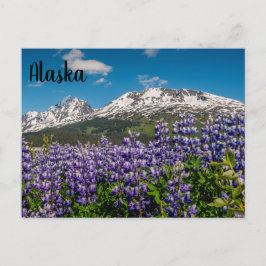 Lupine in Bloom Alaska Postcard Vykort