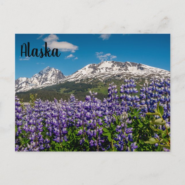 Lupine in Bloom Alaska Postcard Vykort (Framsida)