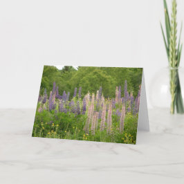 Lupine Kort