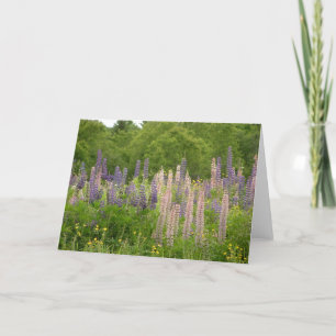 Lupine Kort