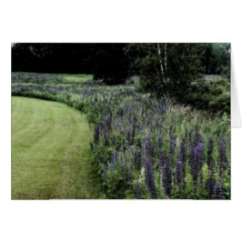 Lupine Margin Hälsningskort
