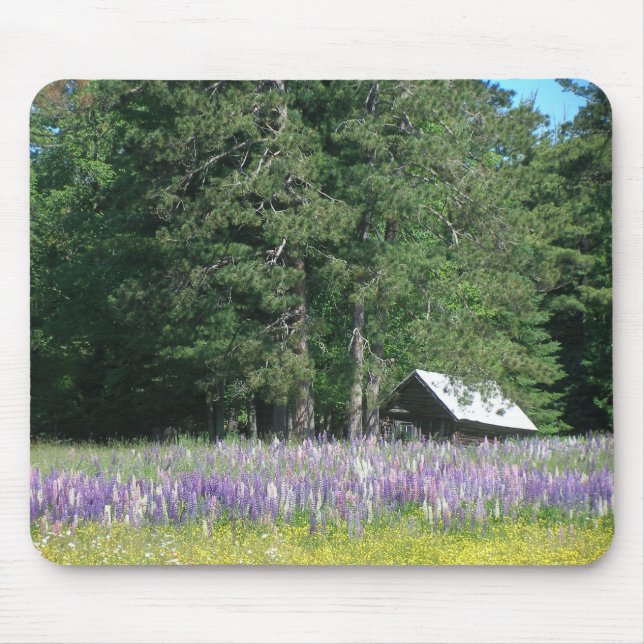 Lupine Musmatta (Framsidan)