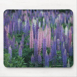Lupine Musmatta
