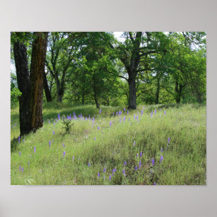 Lupine, Oak Träd Landskap Poster
