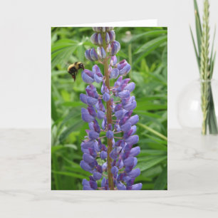 Lupine- och binotecard kort