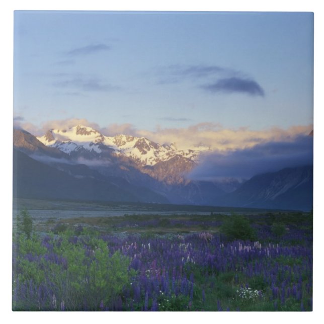Lupine och Main Divide, Arthur's Pass, South Kakelplatta (Framsidan)