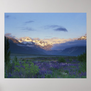 Lupine och Main Divide, Arthur's Pass, South Poster