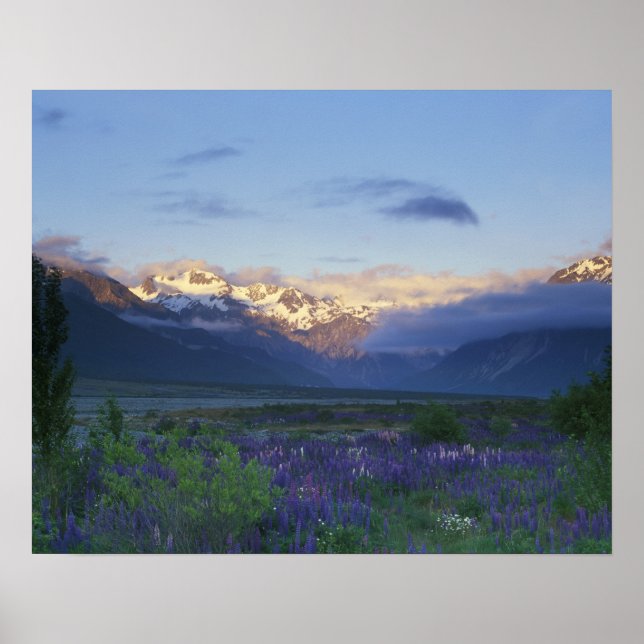 Lupine och Main Divide, Arthur's Pass, South Poster (Framsidan)