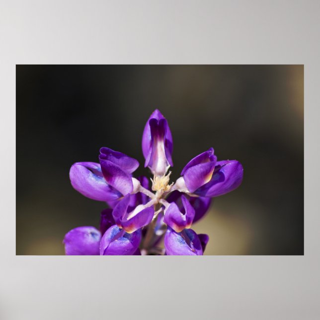 Lupine  poster (Framsidan)