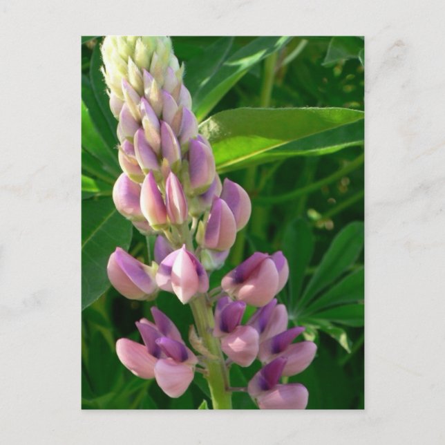 Lupine Rosa Vykort (Framsida)