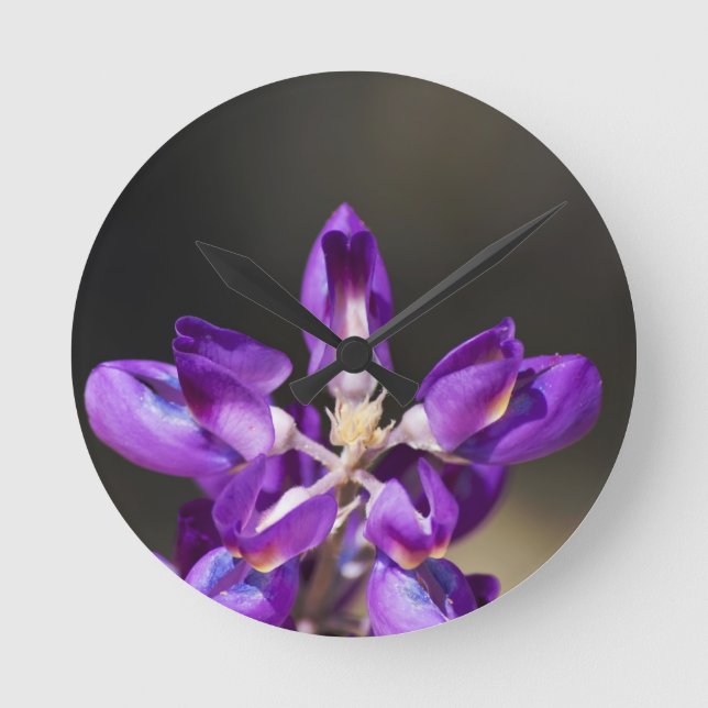 Lupine  rund klocka (Framsida)