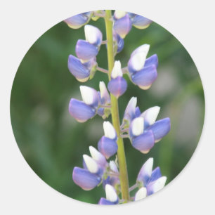 Lupine Sticker Runt Klistermärke