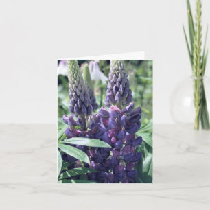 Lupine Trio Blommfotografering Anteckningskort