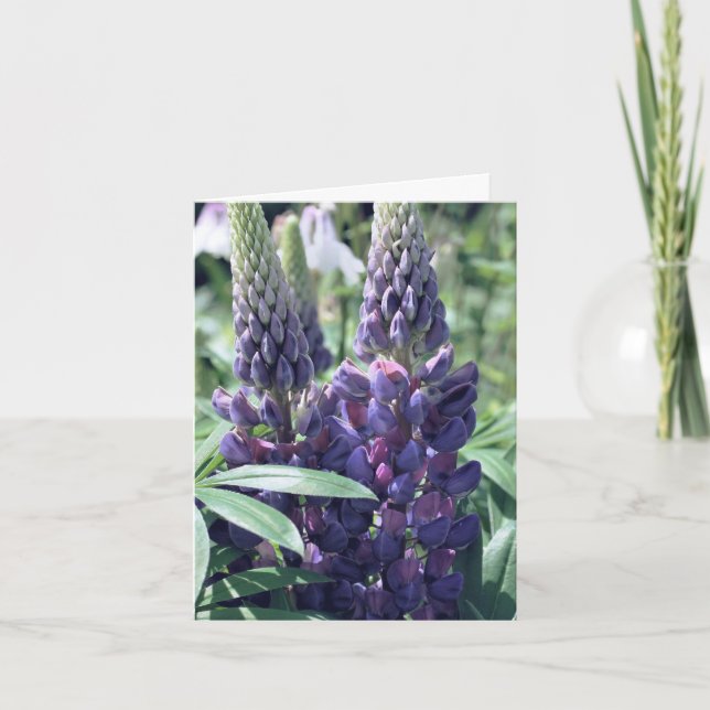 Lupine Trio Blommfotografering  Anteckningskort (Framsida)