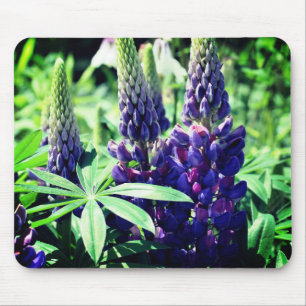 Lupine Trio Flower Musmatta