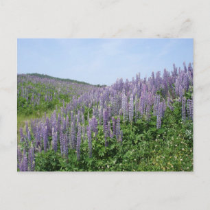 Lupine Valley Vykort