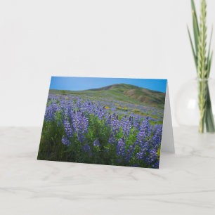 Lupine vår-blomman tom kort
