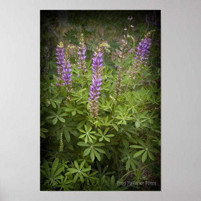 Lupine Vignette Poster (Framsidan)