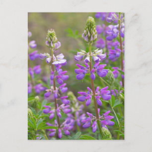 Lupine-vykort Vykort