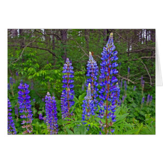 Lupiner Hälsningskort