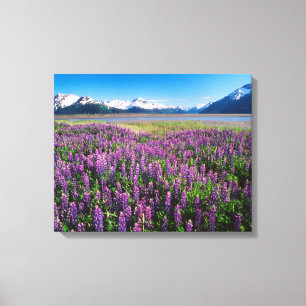 Lupiner i Bloom Kenai Mountains, Alaska Canvastryck