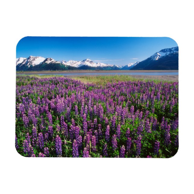 Lupiner i Bloom | Kenai Mountains, Alaska Magnet (Horisontell)