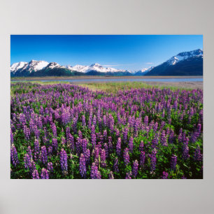 Lupiner i Bloom Kenai Mountains, Alaska Poster