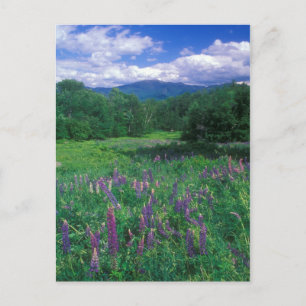 Lupiner Mount Lafayette Vykort
