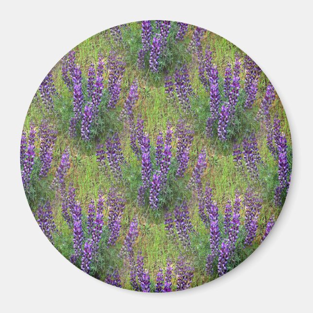 Lupines Galore.. Magnet (Framsidan)