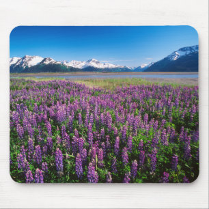 Lupines in Bloom   Kenai Mountains, Alaska Musmatta