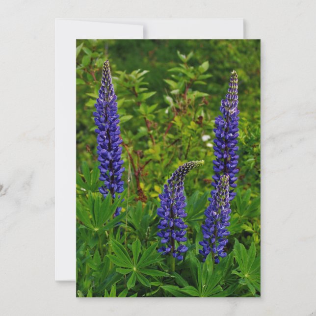 Lupines Inbjudningar (Framsida)