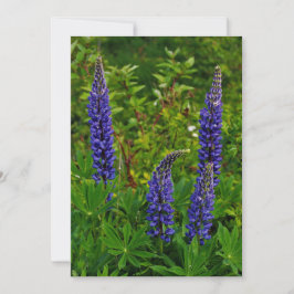 Lupines Inbjudningar