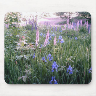 Lupines & Irises Musmatta