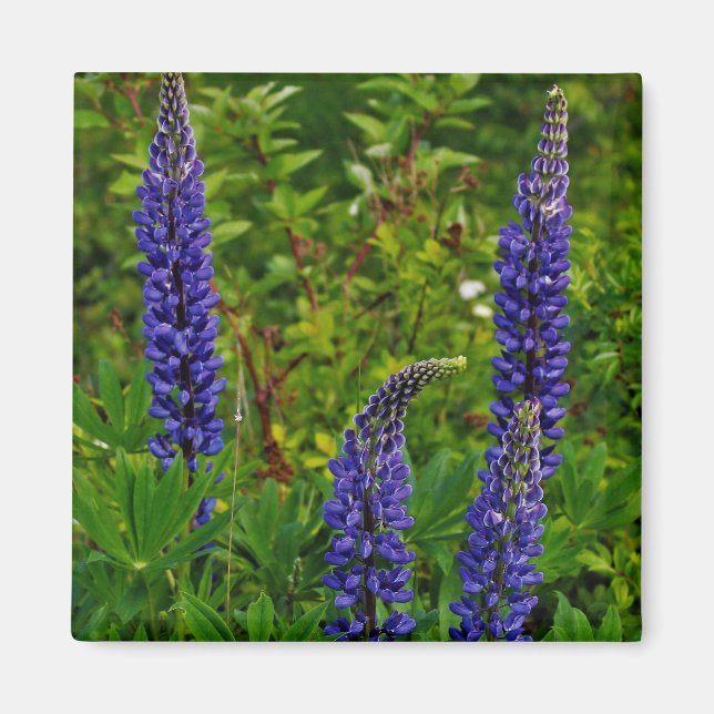 Lupines Magnet (Framsidan)