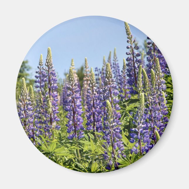 Lupines Magnet (Framsidan)