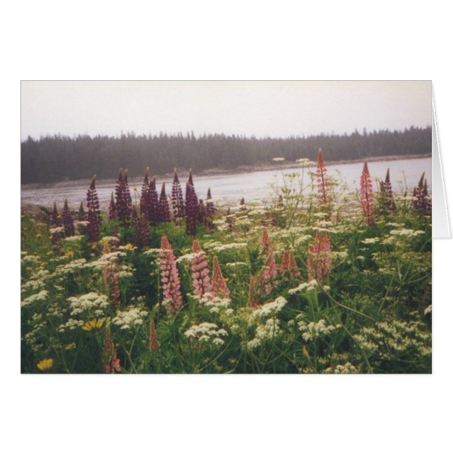 "Lupines, Vinalhaven, Maine" OBS Kort (Framsidan Horizontal)