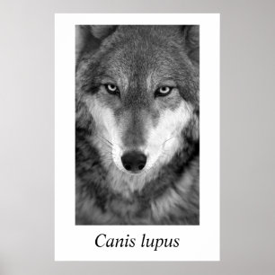 Lupus för Canis för timmervarg #1 Poster