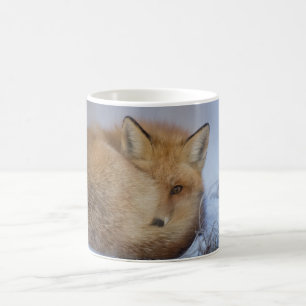 Lura muggen, den rävaktiga muggen, rävar, nature kaffemugg