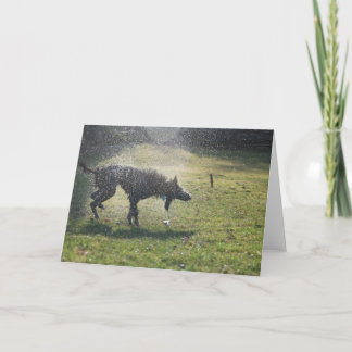 Lurcher efter en simma - hälsningkort kort