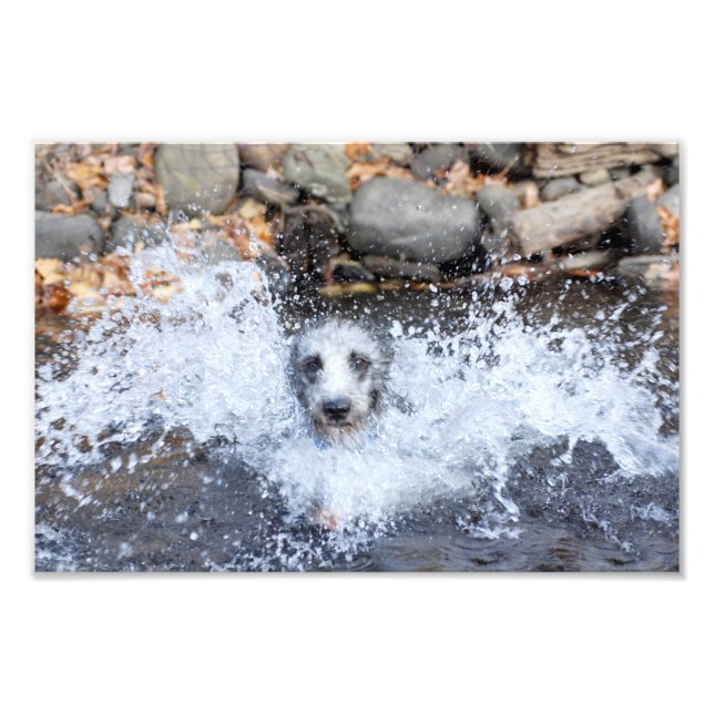 Lurcher Swimming Photo Print Fototryck (Framsidan)