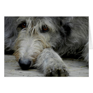 Lurcher upp slutet - kort