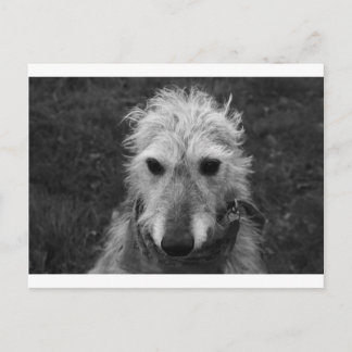 Lurcher Vykort