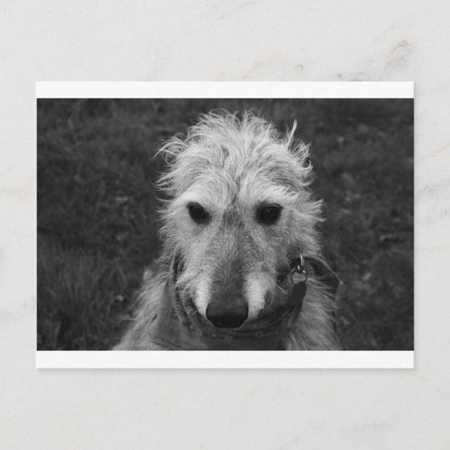 Lurcher Vykort (Framsida)