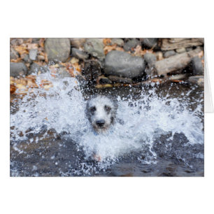 Lurchersimningkort Hälsningskort