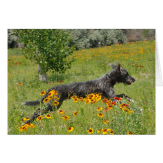 Lurcherspring till och med ett blommafält - kort