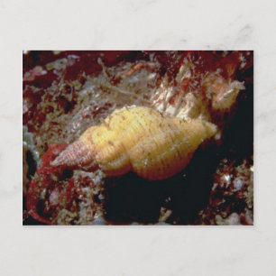 Lurid dwarf triton (Ocenebra lurida) Snäcka Vykort