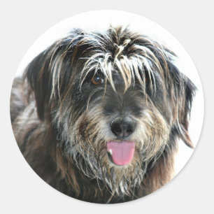Lurvig vänd mot hund runt klistermärke