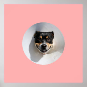 Lusande hund poster